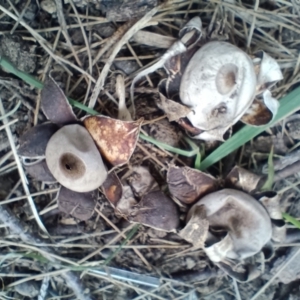 Geastrum sp. at Strathnairn, ACT - 25 May 2024