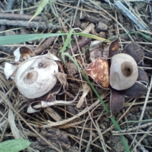 Geastrum sp. at Strathnairn, ACT - 25 May 2024