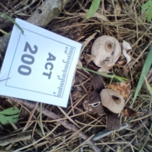 Geastrum sp. at Strathnairn, ACT - 25 May 2024