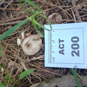 Geastrum sp. at Strathnairn, ACT - 25 May 2024 10:39 AM