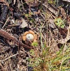 Geastrum triplex (Collared Earth Star) at Mount Majura - 16 Jun 2024 by EcolCara37