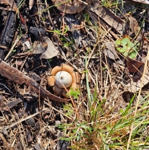 Geastrum triplex at Mount Majura - 16 Jun 2024 09:41 AM