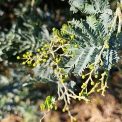 Acacia baileyana (Cootamundra Wattle, Golden Mimosa) at Kenny, ACT - 16 Jun 2024 by EcolCara37