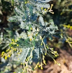 Acacia baileyana at Kenny, ACT - 16 Jun 2024 03:12 PM