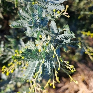 Acacia baileyana at Kenny, ACT - 16 Jun 2024