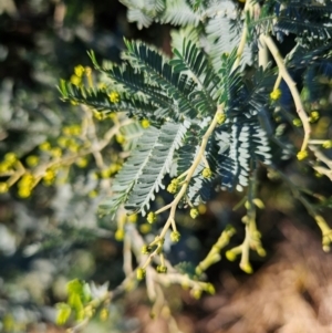 Acacia baileyana at Kenny, ACT - 16 Jun 2024