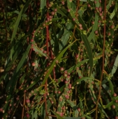 Eucalyptus insect gall at Freshwater Creek, VIC - 17 Feb 2023 by WendyEM