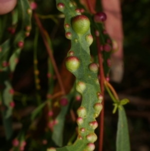 Eucalyptus insect gall at WendyM's farm at Freshwater Ck. - 17 Feb 2023 06:10 PM