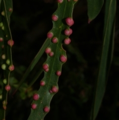 Eucalyptus insect gall at WendyM's farm at Freshwater Ck. - 17 Feb 2023