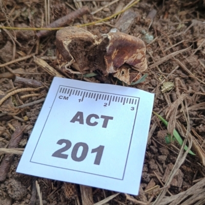 Scleroderma sp. (Scleroderma) at Strathnairn, ACT - 25 May 2024 by CanberraFungiGroup