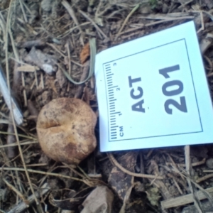 Scleroderma sp. at Strathnairn, ACT - 25 May 2024