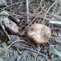 Scleroderma sp. at Strathnairn, ACT - 25 May 2024