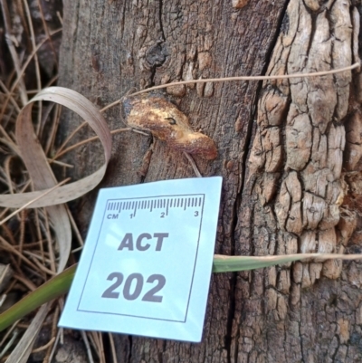 Truncospora ochroleuca at Uriarra Recreation Reserve - 25 May 2024 by CanberraFungiGroup