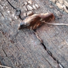 Truncospora ochroleuca at Uriarra Recreation Reserve - 25 May 2024