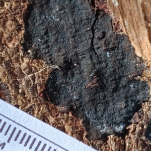 Hypoxylon sp. at Strathnairn, ACT - 25 May 2024