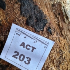 Hypoxylon sp. at Strathnairn, ACT - 25 May 2024