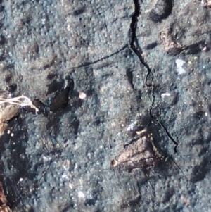 Hypoxylon sp. at Strathnairn, ACT - 25 May 2024 04:23 PM