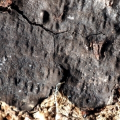 Hypoxylon sp. at Strathnairn, ACT - 25 May 2024