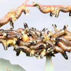 Perginae sp. (subfamily) (Unidentified pergine sawfly) at Mount Ainslie - 15 Jun 2024 by jb2602