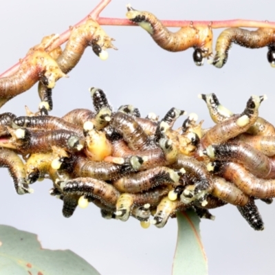 Perginae sp. (subfamily) (Unidentified pergine sawfly) at Mount Ainslie - 15 Jun 2024 by jb2602
