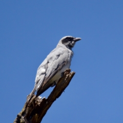 Coracina novaehollandiae (Black-faced Cuckooshrike) at Stony Creek - 17 Nov 2023 by KorinneM