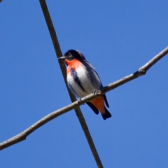 Dicaeum hirundinaceum (Mistletoebird) at Strathnairn, ACT - 17 Nov 2023 by KorinneM