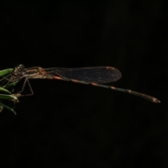 Austrolestes leda at Freshwater Creek, VIC - 17 Feb 2023 by WendyEM