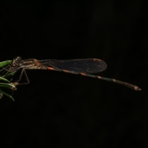 Austrolestes leda at WendyM's farm at Freshwater Ck. - 17 Feb 2023 06:01 PM