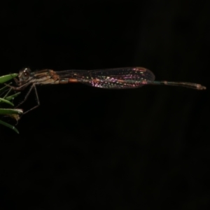 Austrolestes leda at WendyM's farm at Freshwater Ck. - 17 Feb 2023 06:01 PM