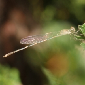 Austrolestes leda at WendyM's farm at Freshwater Ck. - 17 Feb 2023 06:15 PM