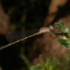 Austrolestes leda at WendyM's farm at Freshwater Ck. - 17 Feb 2023 06:15 PM