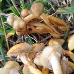 Armillaria luteobubalina (Australian Honey Fungus) at Uriarra Recreation Reserve - 25 May 2024 by CanberraFungiGroup