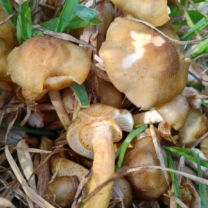 Armillaria luteobubalina at Uriarra Recreation Reserve - 25 May 2024 03:35 PM