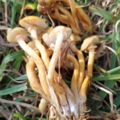 Armillaria luteobubalina at Uriarra Recreation Reserve - 25 May 2024 03:35 PM