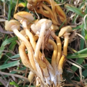 Armillaria luteobubalina at Uriarra Recreation Reserve - 25 May 2024 03:35 PM