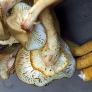 Armillaria luteobubalina at Uriarra Recreation Reserve - 25 May 2024 03:35 PM