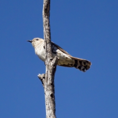 Chrysococcyx basalis (Horsfield's Bronze-Cuckoo) at Strathnairn, ACT - 17 Nov 2023 by KorinneM