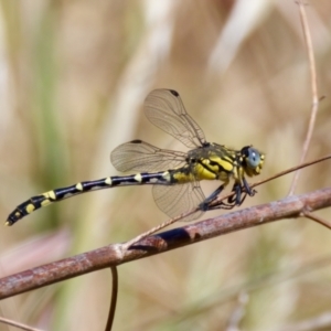 Austrogomphus cornutus at Stony Creek - 17 Nov 2023