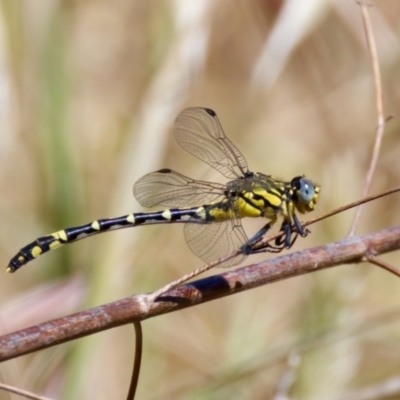 Austrogomphus cornutus (Unicorn Hunter) at Stony Creek - 17 Nov 2023 by KorinneM