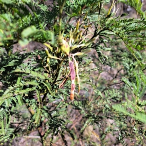 Acacia mearnsii at Mount Ainslie - 16 Jun 2024