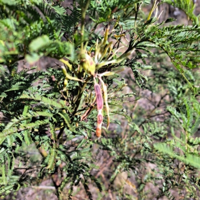 Acacia mearnsii (Black Wattle) at Mount Ainslie - 16 Jun 2024 by abread111