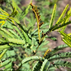 Acacia mearnsii at Mount Ainslie - 16 Jun 2024