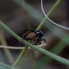 Maratus pavonis (Dunn's peacock spider) at Stony Creek - 17 Nov 2023 by KorinneM