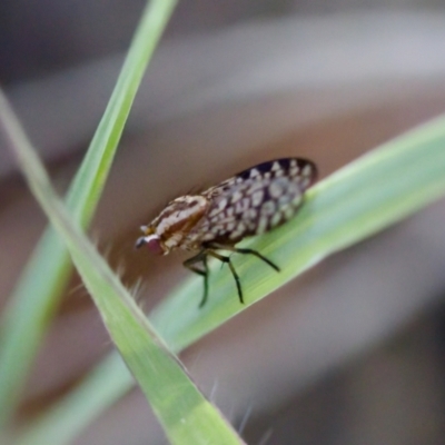 Sapromyza mallochiana (A lauxaniid fly) at Stony Creek - 17 Nov 2023 by KorinneM