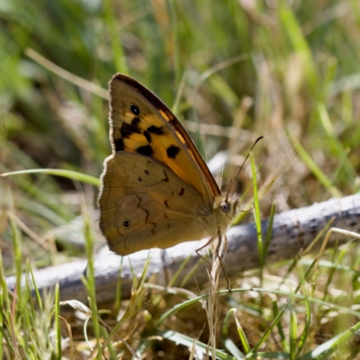 Heteronympha merope (Common Brown Butterfly) at Strathnairn, ACT - 17 Nov 2023 by KorinneM