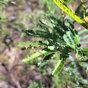 Austroacacidiplosis botrycephalae at Mount Ainslie - 16 Jun 2024