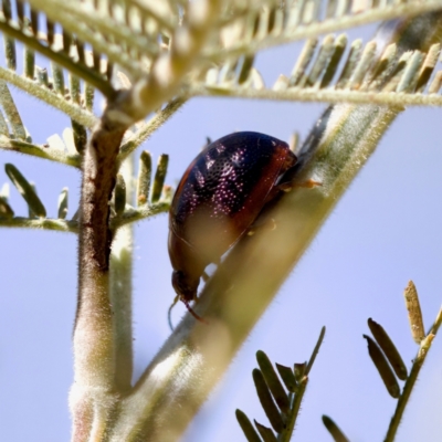Dicranosterna immaculata (Acacia leaf beetle) at Stony Creek - 17 Nov 2023 by KorinneM