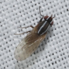 Poecilohetaerus schineri (Lauxaniid fly) at WendyM's farm at Freshwater Ck. - 21 Feb 2023 by WendyEM