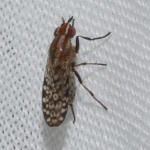 Sapromyza mallochiana at WendyM's farm at Freshwater Ck. - 21 Feb 2023 02:06 AM