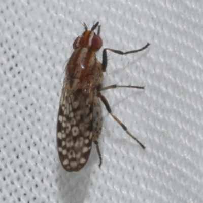 Sapromyza mallochiana at Freshwater Creek, VIC - 20 Feb 2023 by WendyEM